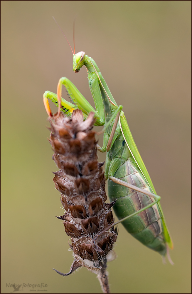 gottesanbeterin ( Mantis religiosa ) 03/13