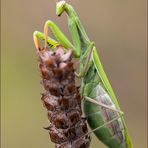 gottesanbeterin ( Mantis religiosa ) 03/13