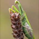 gottesanbeterin ( Mantis religiosa ) 03/13