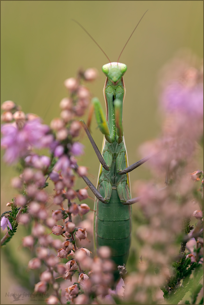 gottesanbeterin ( Mantis religiosa ) 04/13