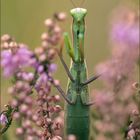 gottesanbeterin ( Mantis religiosa ) 04/13