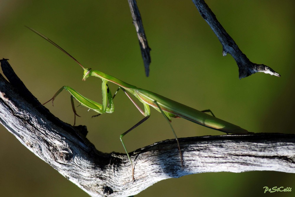 Gottesanbeterin - Mantis religiosa