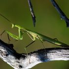 Gottesanbeterin - Mantis religiosa