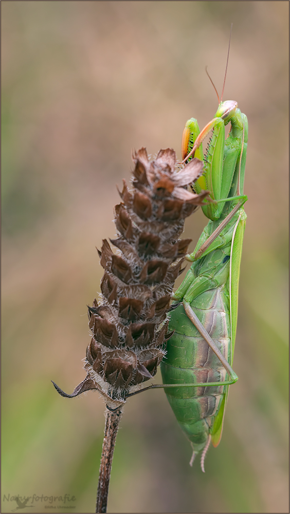 gottesanbeterin ( mantis religiosa ) 05/13