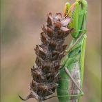 gottesanbeterin ( mantis religiosa ) 05/13