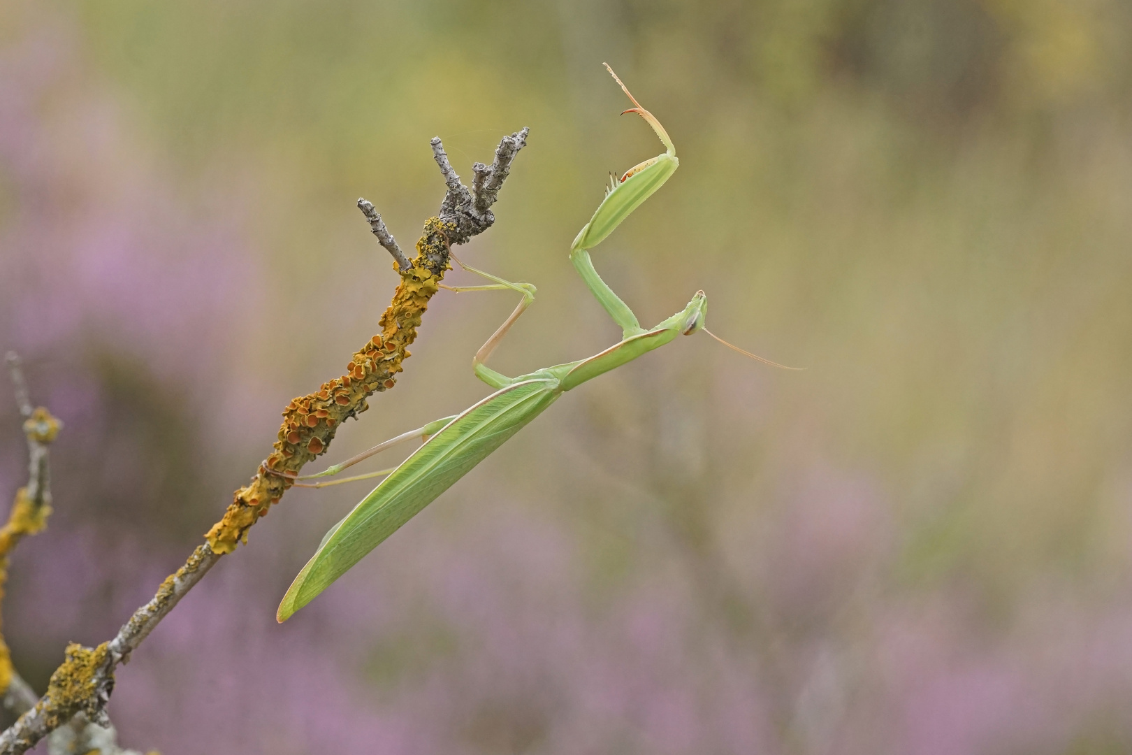 Gottesanbeterin (Mantis religiosa)