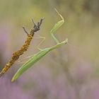 Gottesanbeterin (Mantis religiosa)