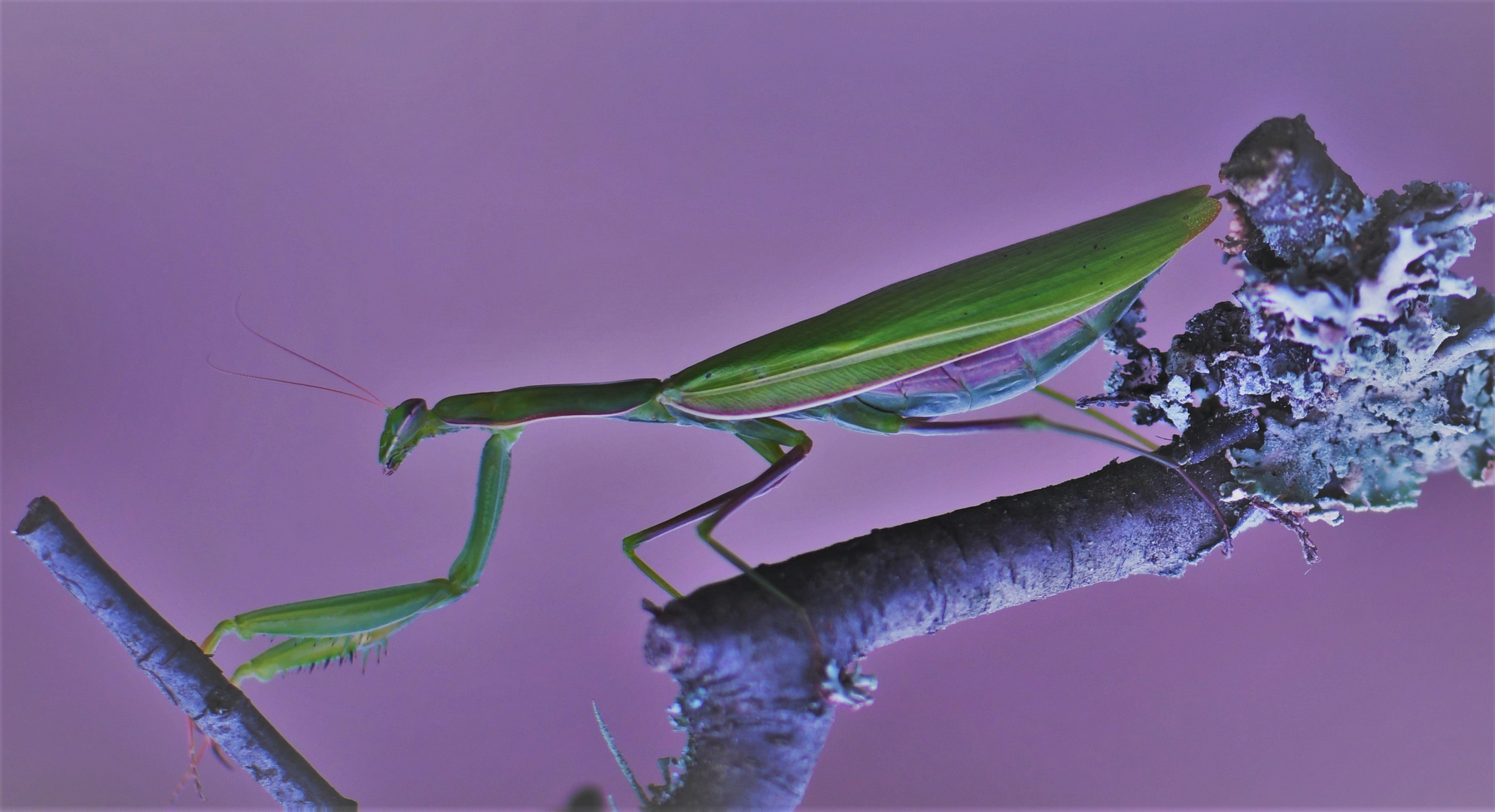 Gottesanbeterin ( Mantis religiosa )