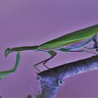 Gottesanbeterin ( Mantis religiosa )