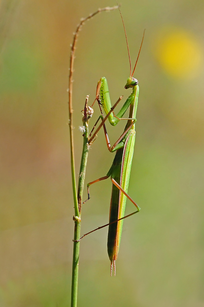 Gottesanbeterin ( Mantis religiosa )