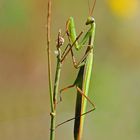 Gottesanbeterin ( Mantis religiosa )