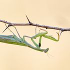 Gottesanbeterin (Mantis religiosa)