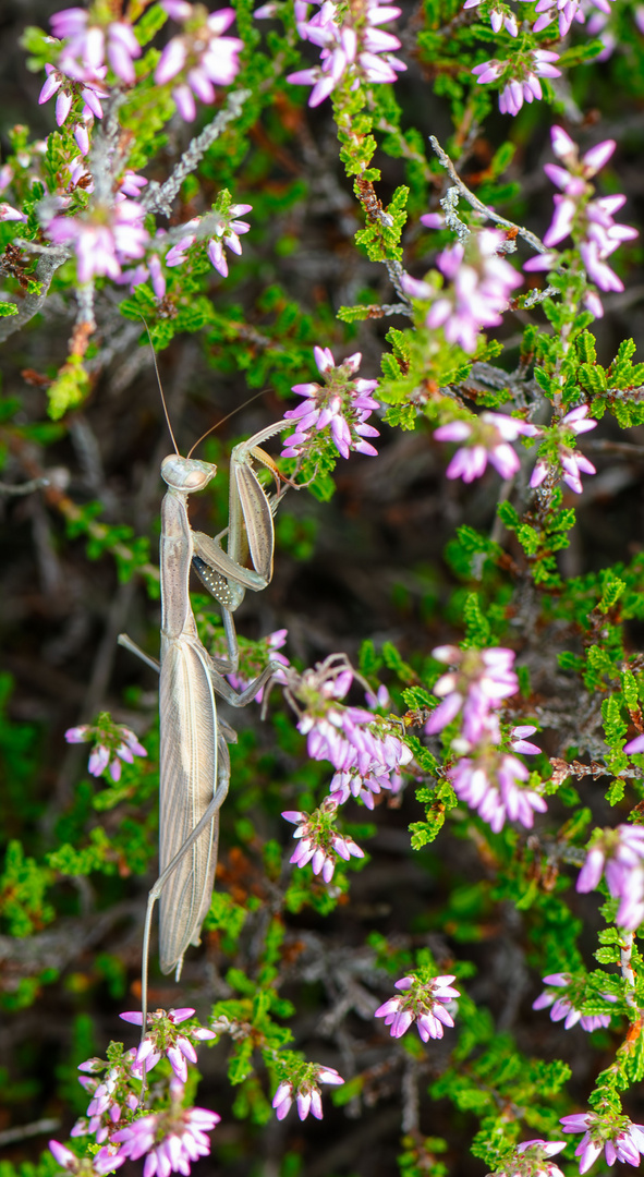 Gottesanbeterin (Mantis religiosa),