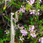 Gottesanbeterin (Mantis religiosa),