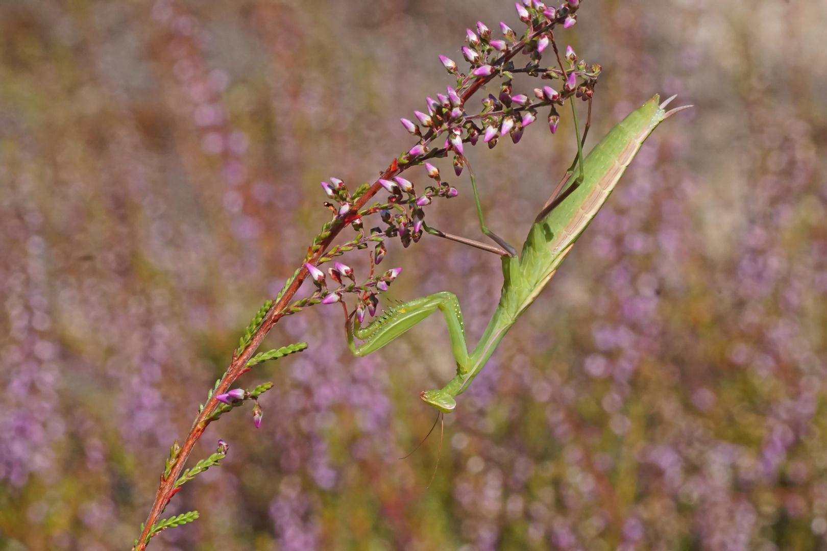 Gottesanbeterin (Mantis religiosa) 2018