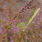 Gottesanbeterin (Mantis religiosa) 2018