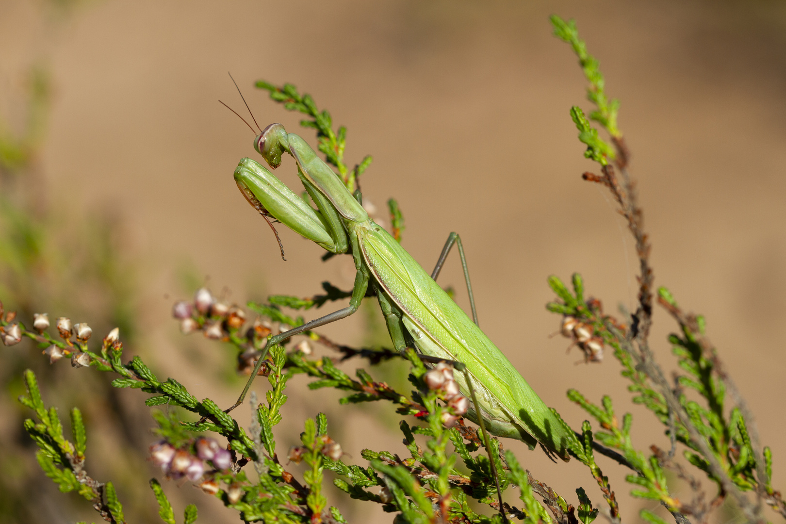 Gottesanbeterin - Mantis religiosa