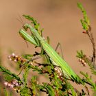 Gottesanbeterin - Mantis religiosa