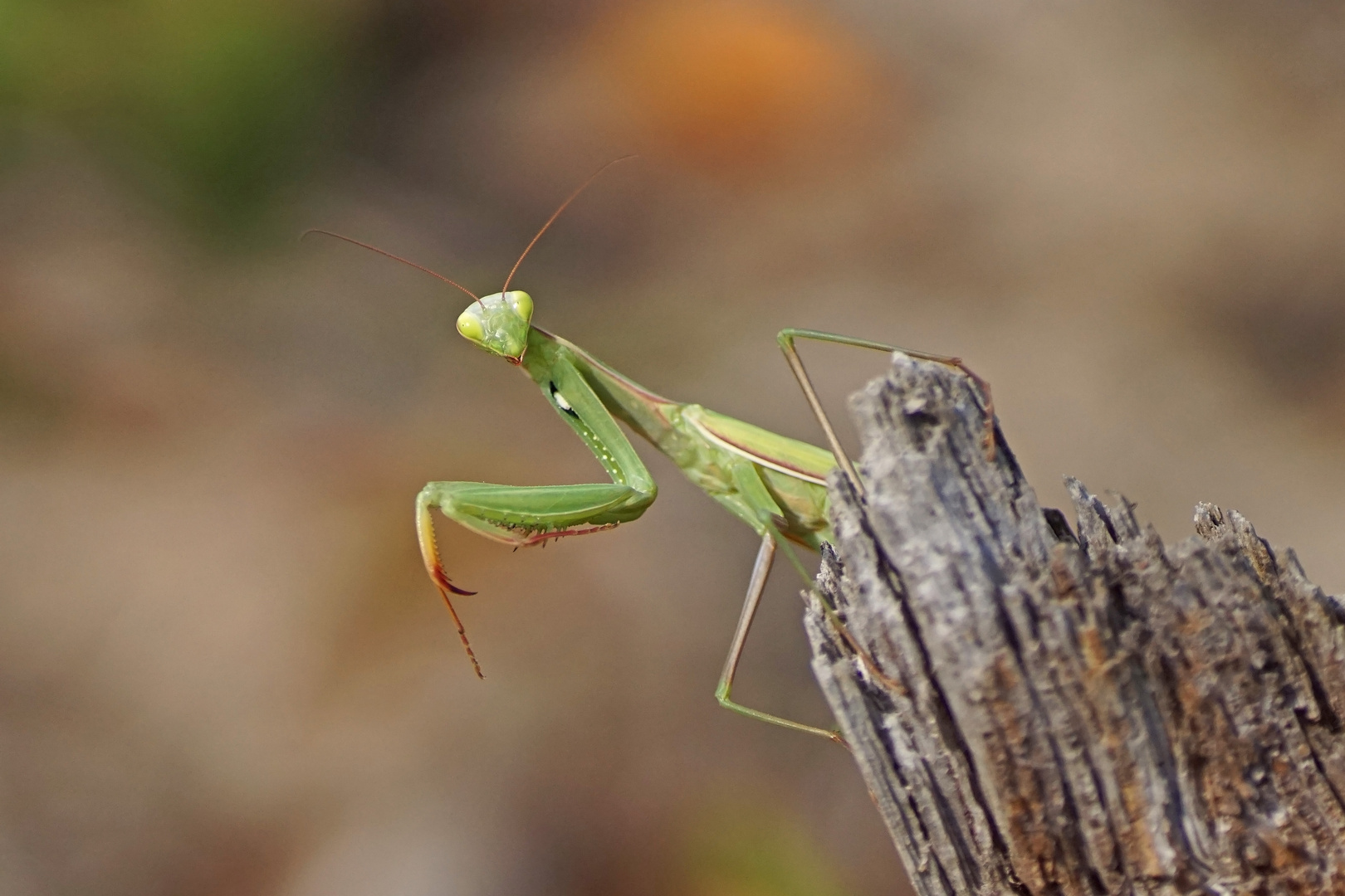 Gottesanbeterin (Mantis religiosa)