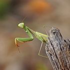 Gottesanbeterin (Mantis religiosa)