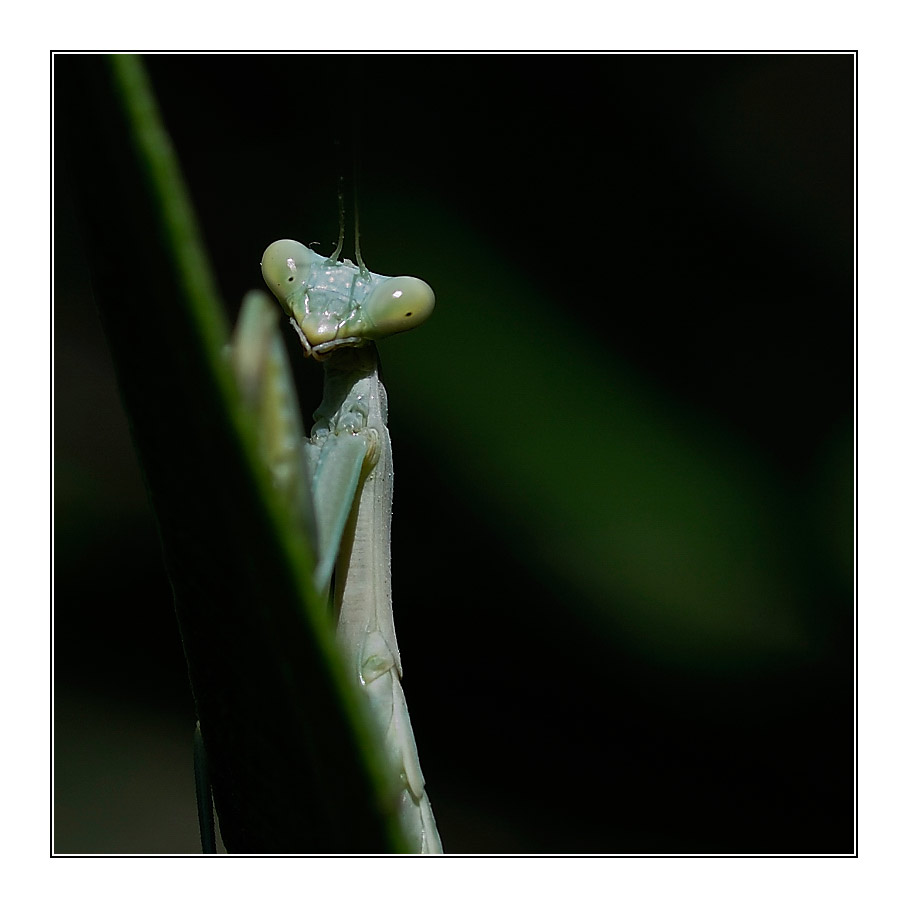 Gottesanbeterin (Mantis religiosa) 3