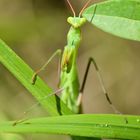 Gottesanbeterin (Mantis religiosa)