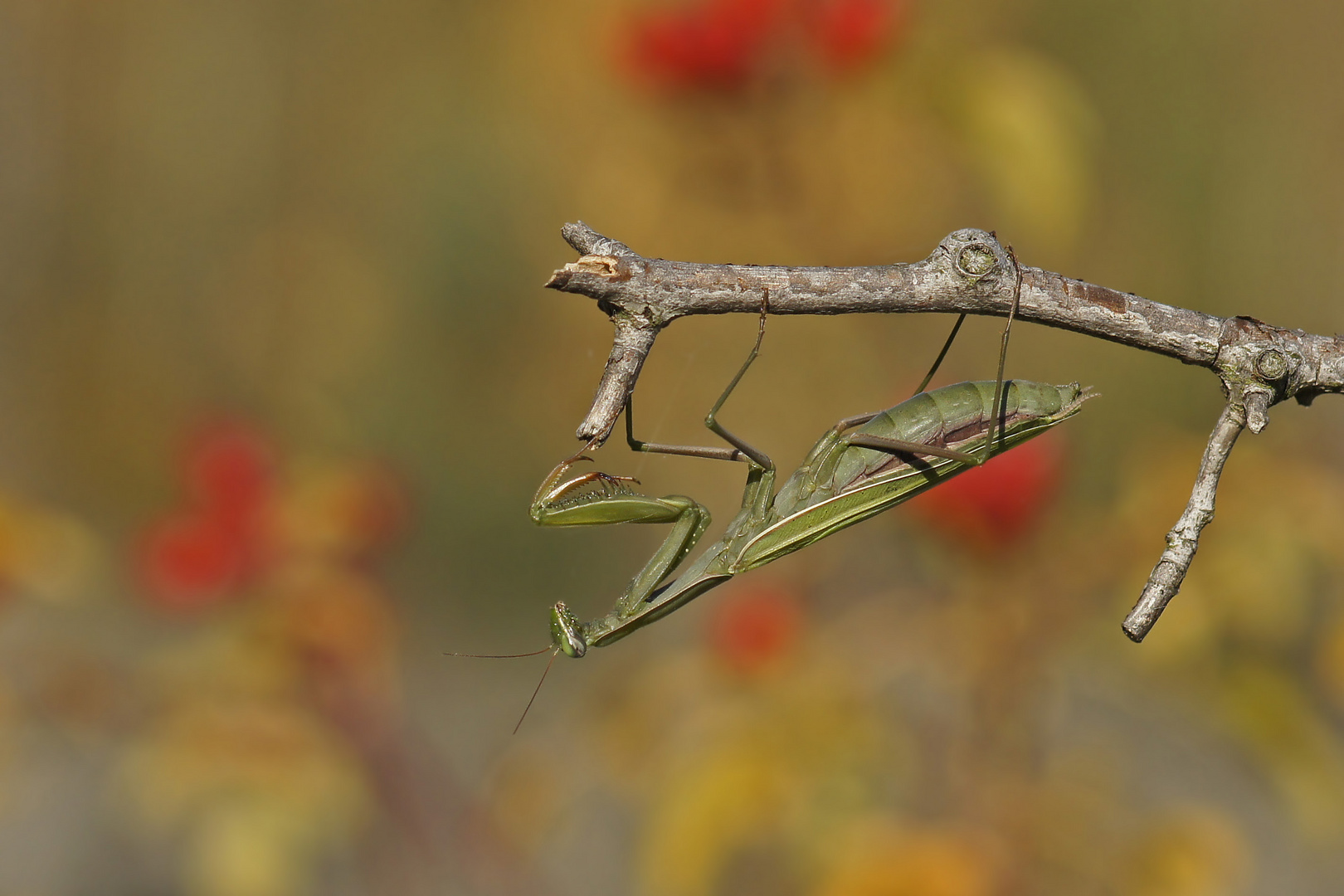 Gottesanbeterin (Mantis religiosa)