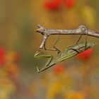 Gottesanbeterin (Mantis religiosa)