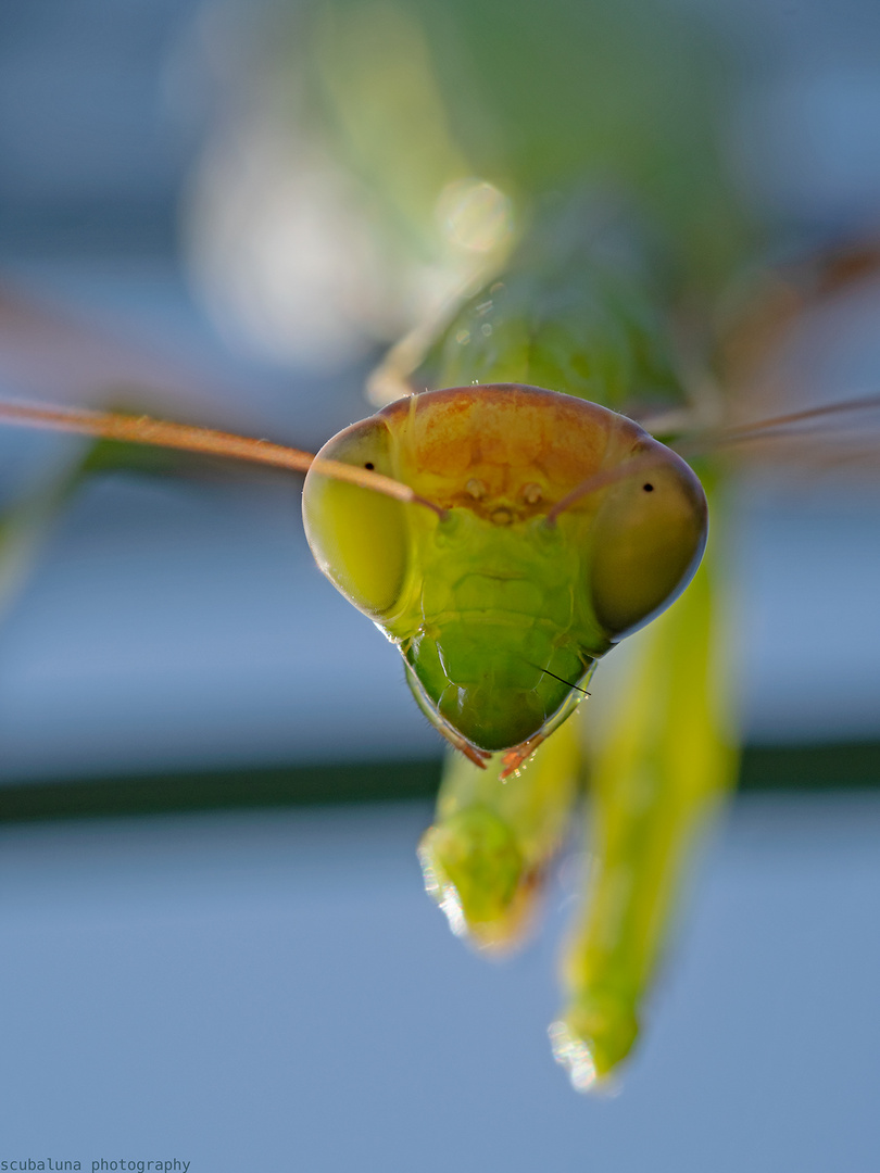 Gottesanbeterin (Mantis religiosa)