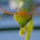 Gottesanbeterin (Mantis religiosa)