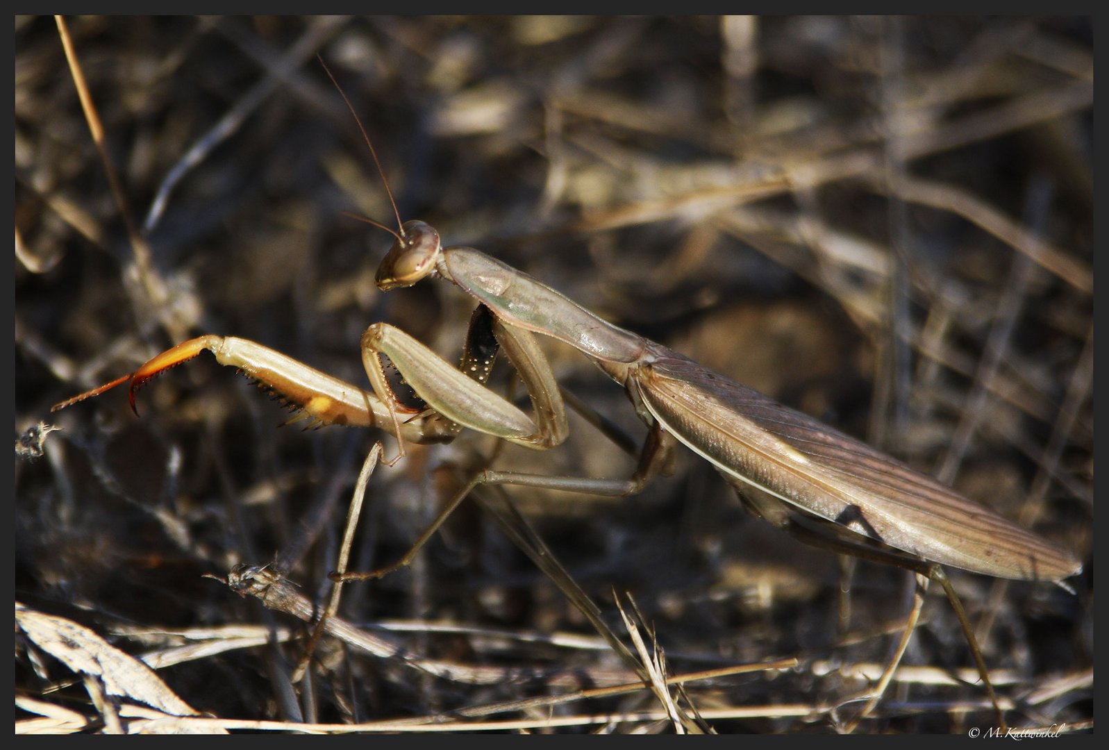 Gottesanbeterin (Mantis Religiosa)