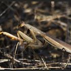 Gottesanbeterin (Mantis Religiosa)