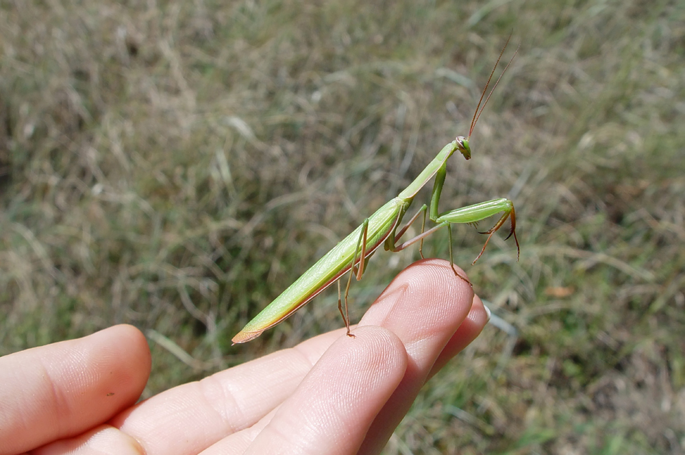 Gottesanbeterin ( Mantis religiosa )