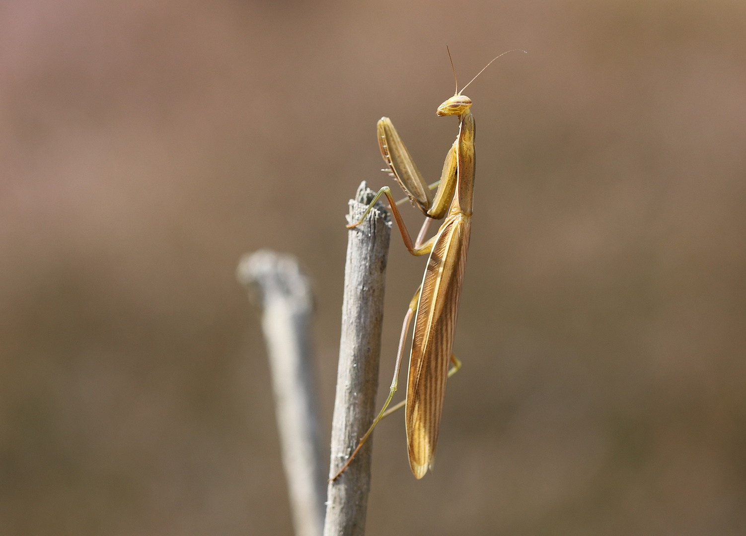 Gottesanbeterin - Mantis religiosa