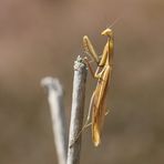 Gottesanbeterin - Mantis religiosa