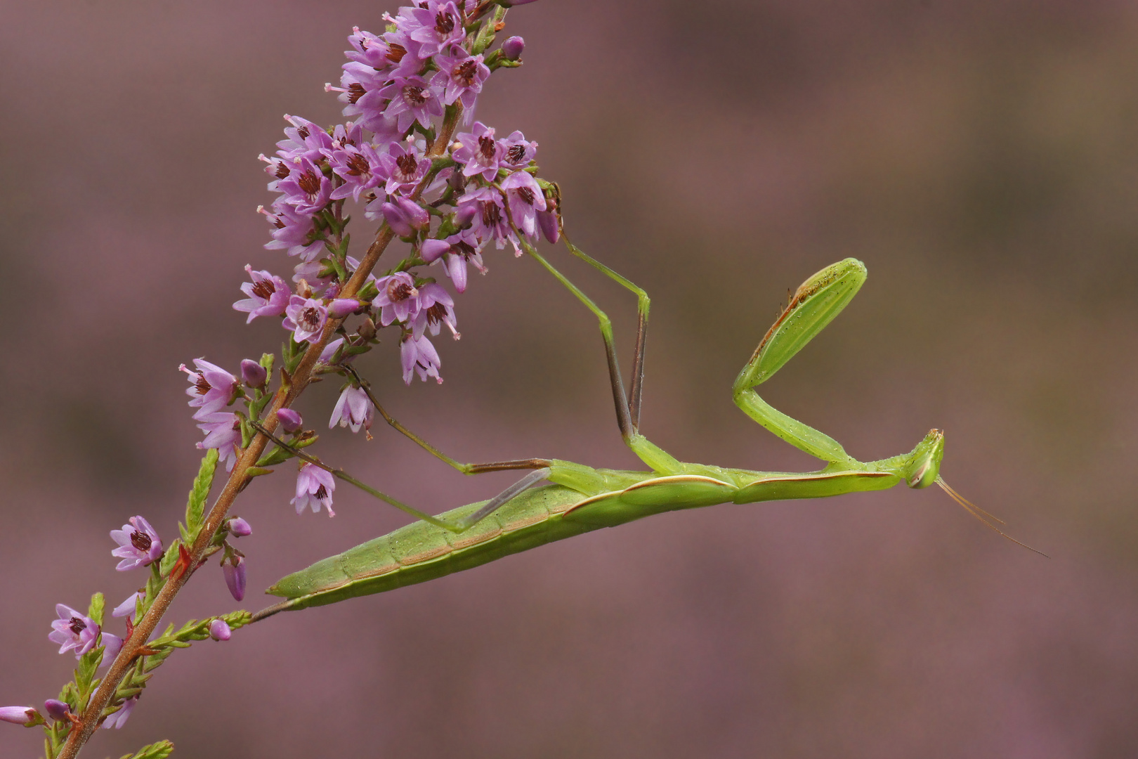 Gottesanbeterin (Mantis religiosa)