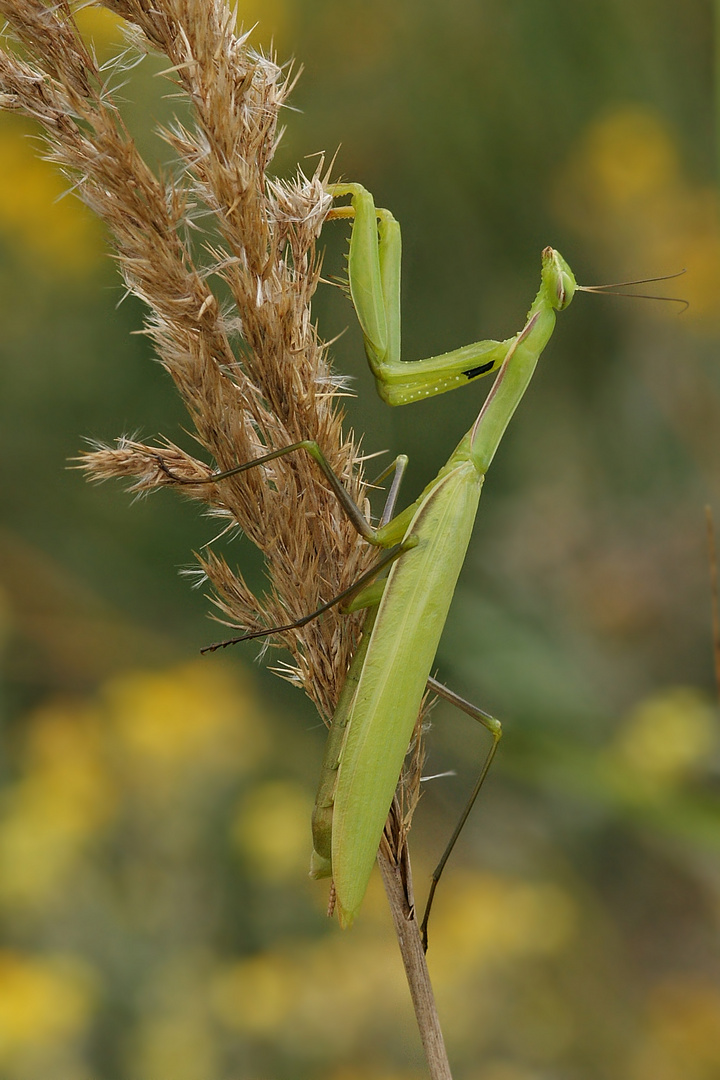 Gottesanbeterin (Mantis religiosa)