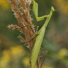 Gottesanbeterin (Mantis religiosa)