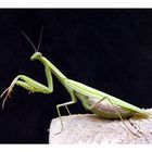 Gottesanbeterin (mantis religiosa)