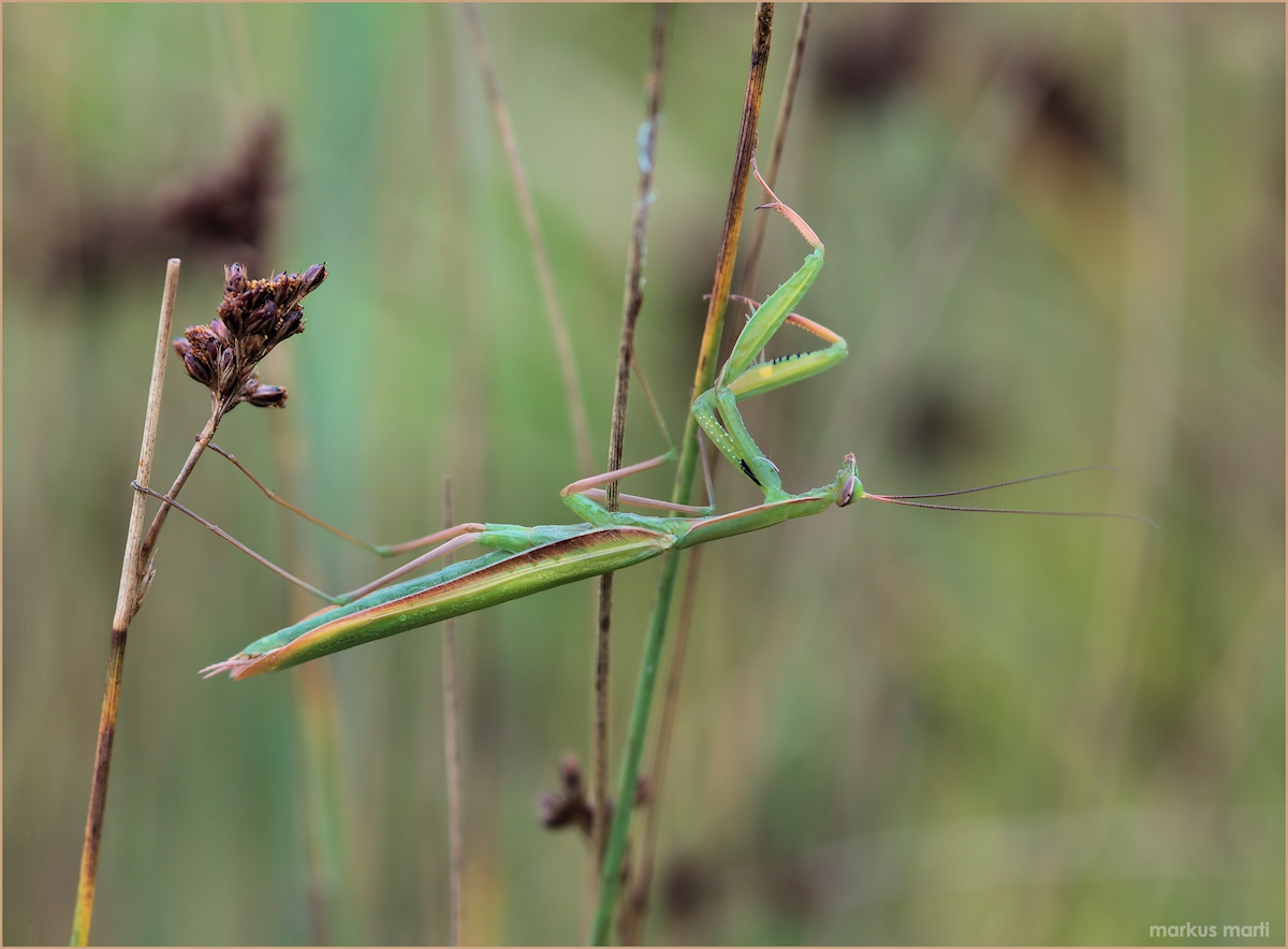 Gottesanbeterin ( Mantis religiosa )