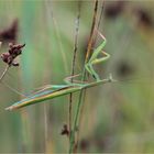 Gottesanbeterin ( Mantis religiosa )