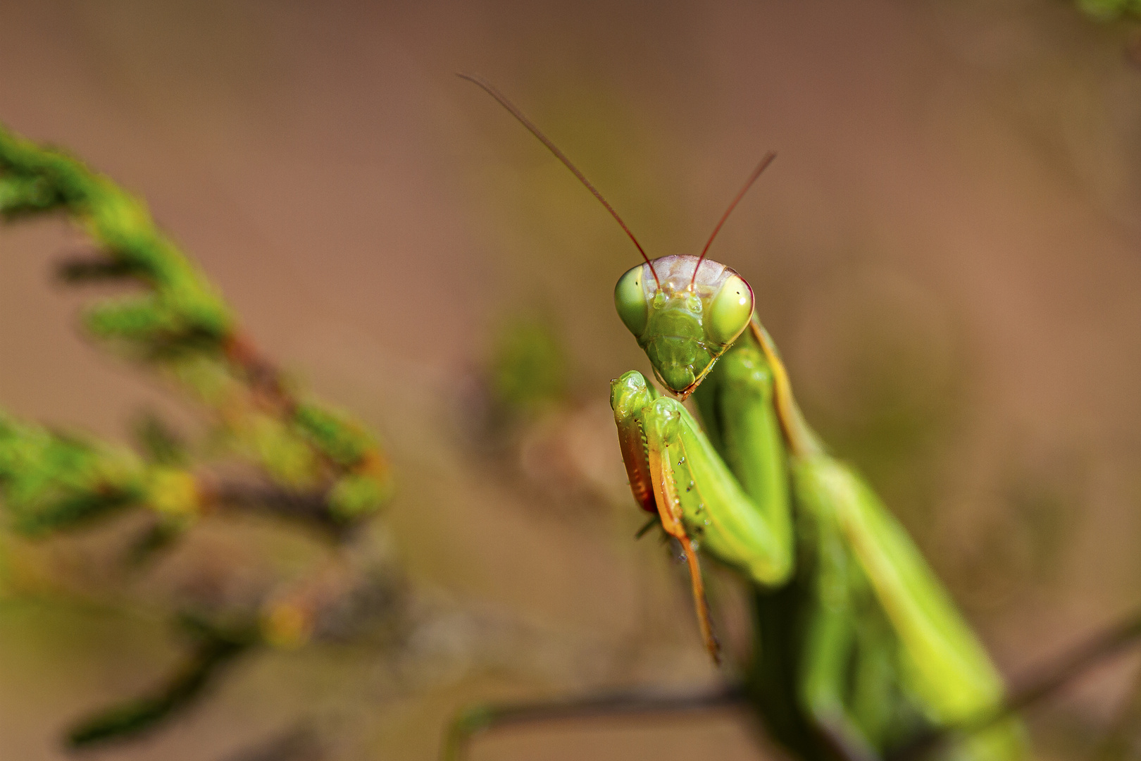 Gottesanbeterin - Mantis religiosa