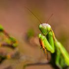 Gottesanbeterin - Mantis religiosa