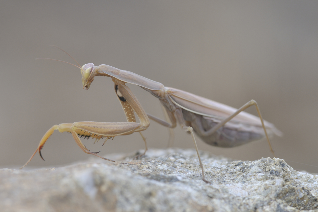 Gottesanbeterin (mantis religiosa)