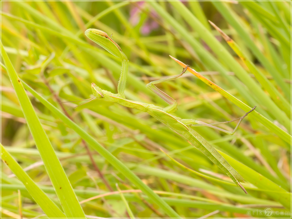 Gottesanbeterin - Mantis religiosa