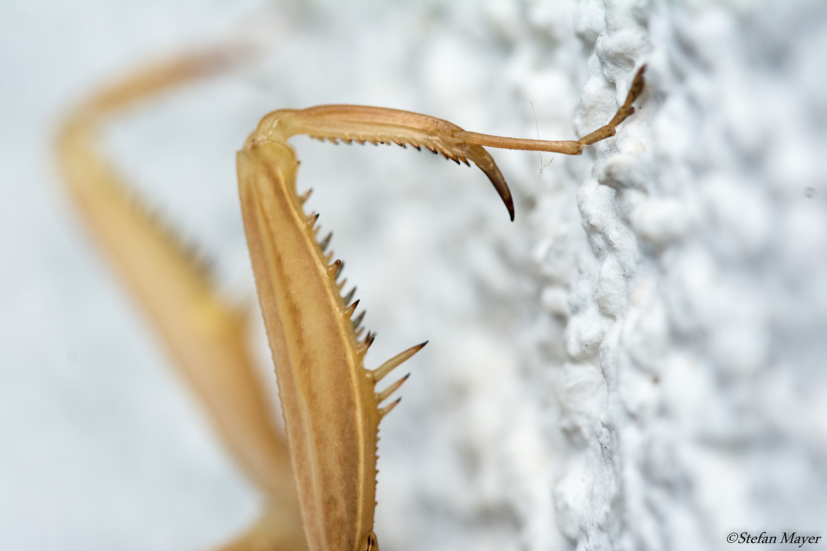 Gottesanbeterin (mantis religiosa)