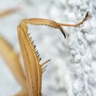 Gottesanbeterin (mantis religiosa)