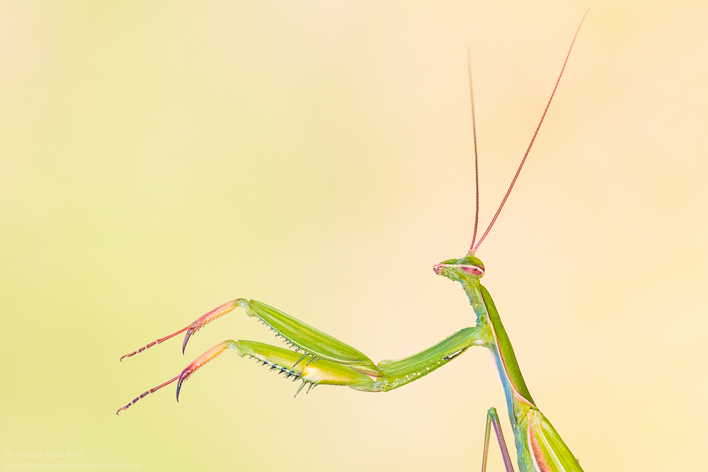 Gottesanbeterin (Mantis Religiosa)