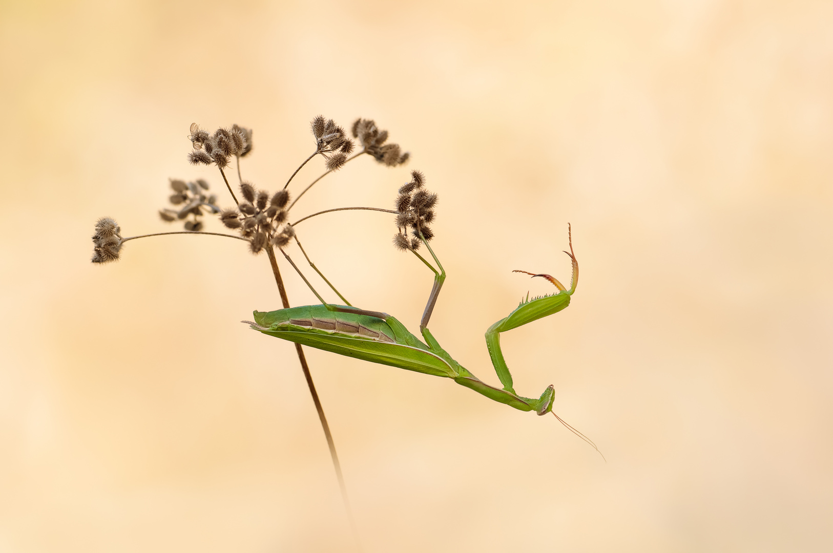  Gottesanbeterin (Mantis religiosa)