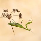  Gottesanbeterin (Mantis religiosa)